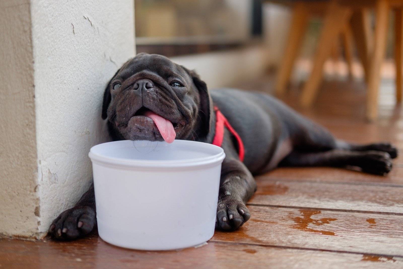 Как помочь собаке в жару дома: как охладить