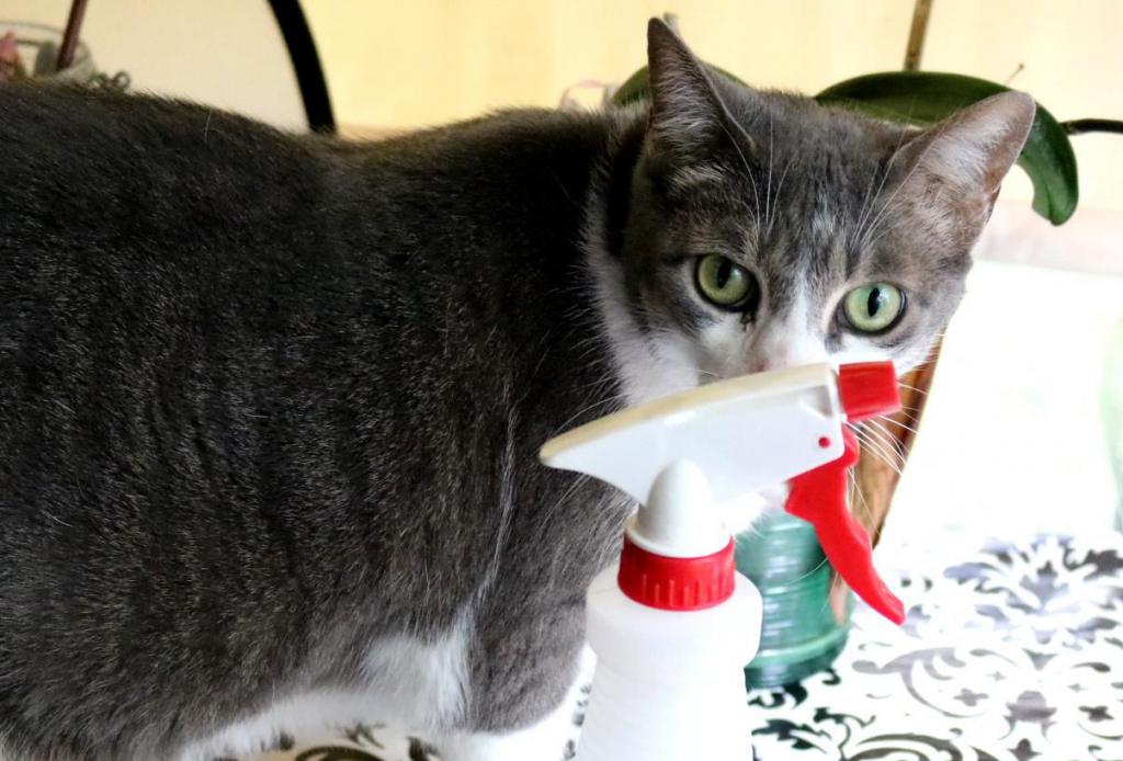 Как избавиться от неприятного запаха кошачьей мочи