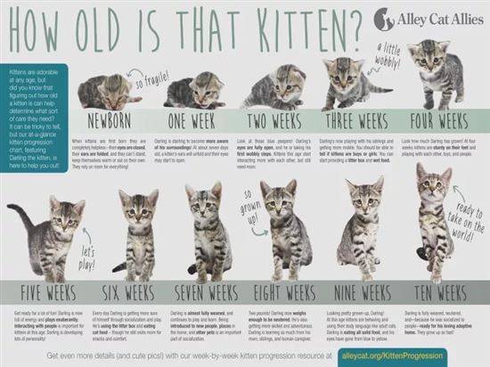 До какого возраста растут коты и кошки — особенности взросления