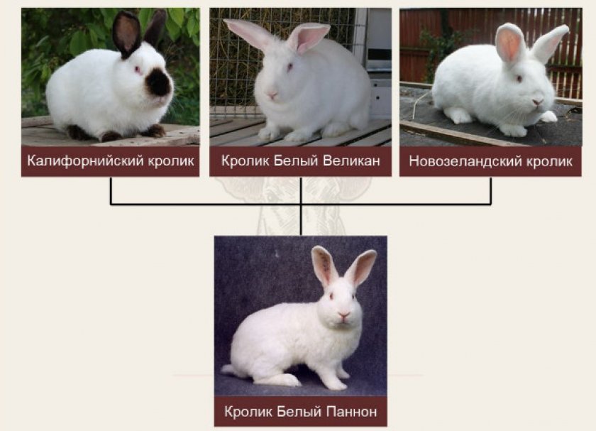 Кролик бабочка: описание породы и характеристика