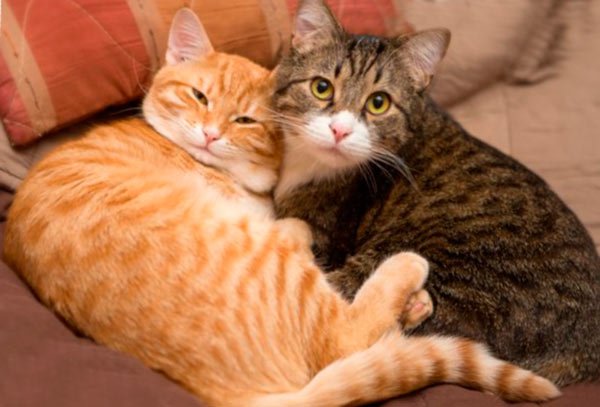 Две кошки в одном доме — ребята, давайте жить дружно