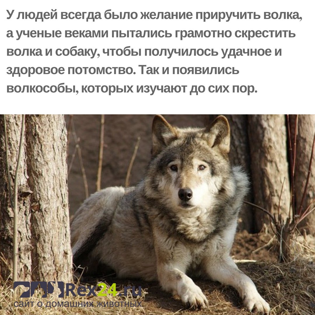 Волкособы: описание породы, размер собак