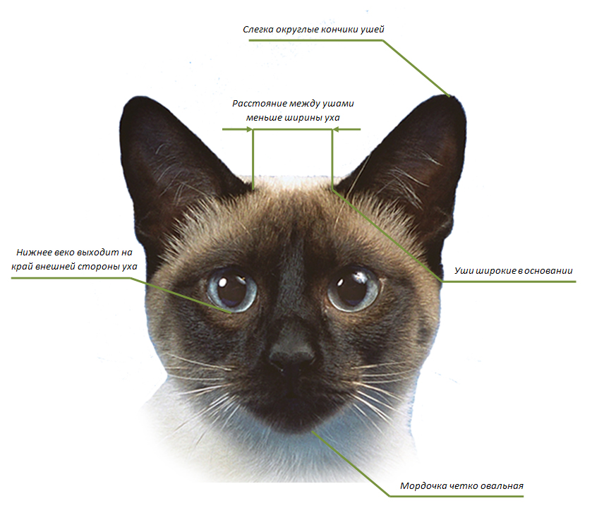 Какие уши у кота. Меконгский бобтейл стандарт породы. Стандарты меконгского бобтейла. Тайская кошка стандарт породы. Строение головы кошки.