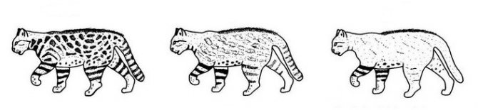 Пампасская кошка — прекрасна, но опасна