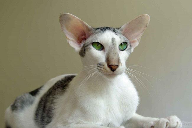 Кот грузин или кошки, похожие на грузинов