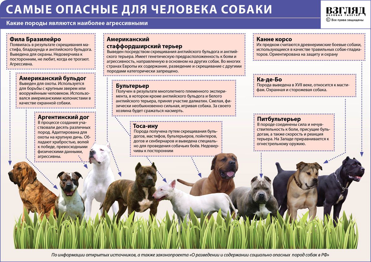 Собака в доме по православию: почему нельзя держать