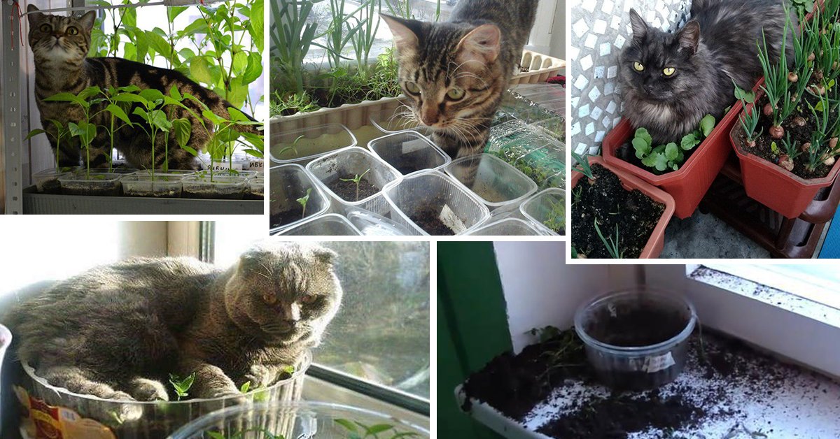 Как отучить кошек портить мебель, а также комнатные и огородные растения с помощью запахов