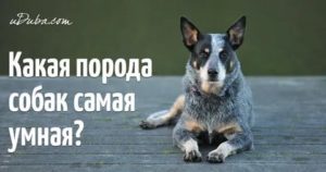 Самые преданные породы собак и умные: ТОП-10