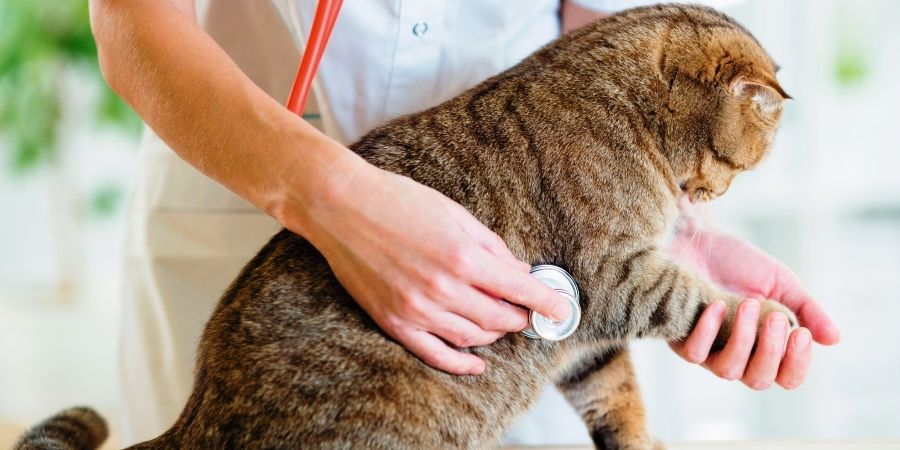 Специалист по домашним кошкам: как называется и чем занимается