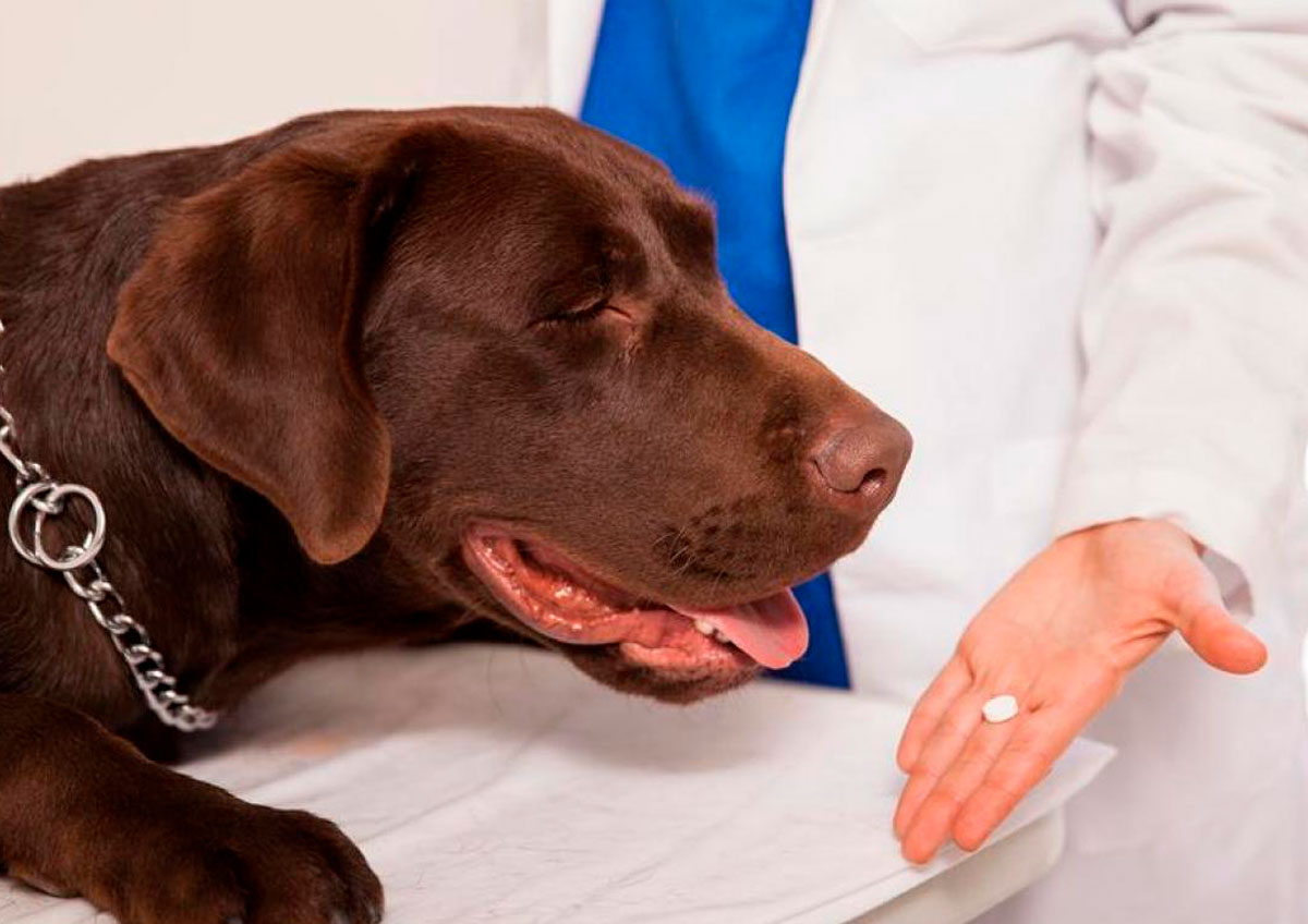 Аденовироз и аденовирусная инфекция у собак: симптомы и лечение