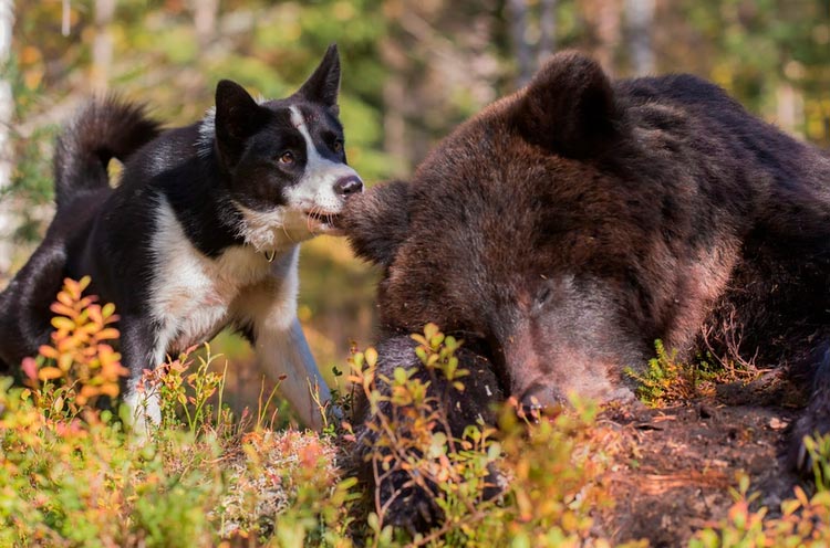 Карельская медвежья собака: описание породы
