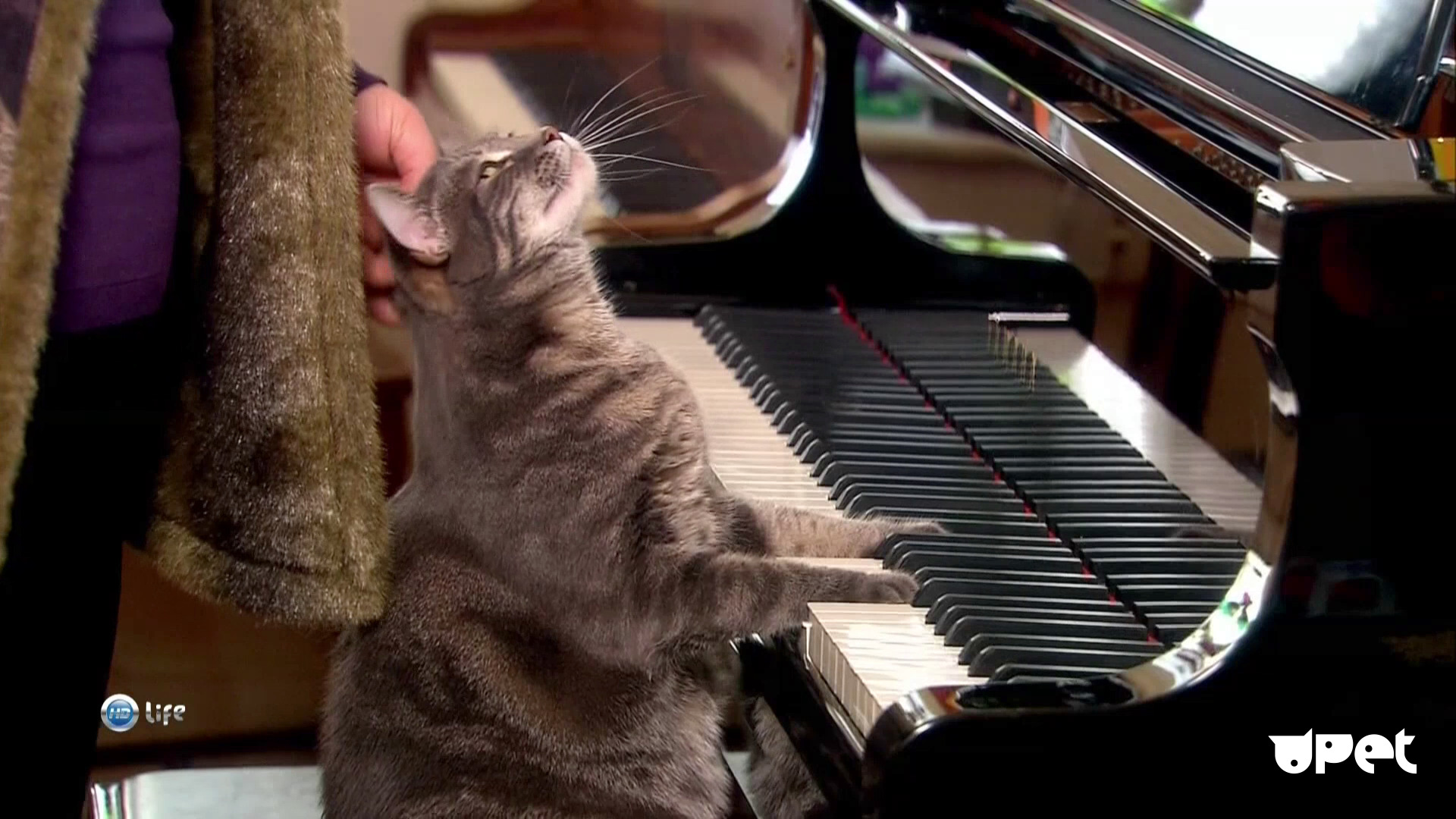 Успокаивающая музыка для кошек