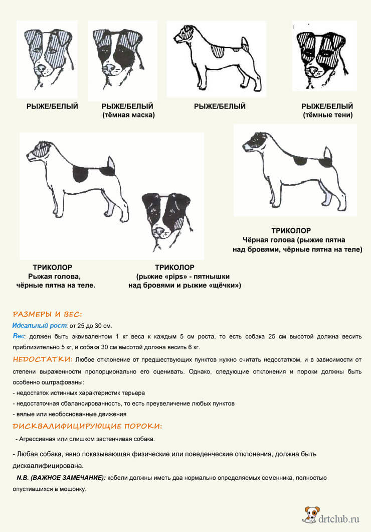 Породы собак: какую выбрать для себя по критериям