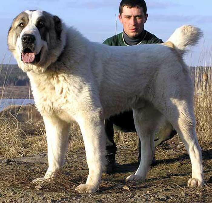 Кавказская овчарка и Азиатский алабай: сравнение пород