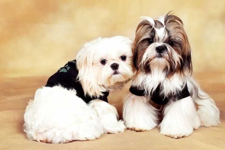 Ши-тцу: описание породы собак, характер, недостатки