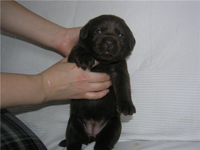 Черный лабрадор: как выглядит щенок, описание подвида