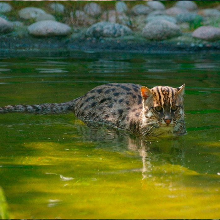 Кот рыболов: виверровый, водяной, порода