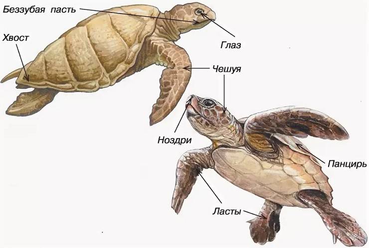 Панцирь черепахи — строение и физиология животного