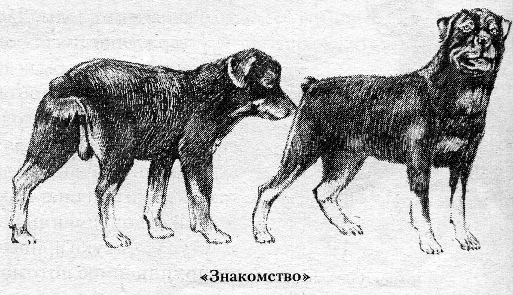 Особенности вязки собак