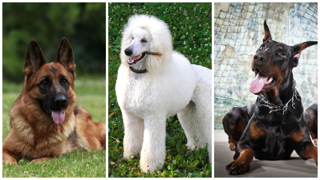 Самые умные породы собак в мире: ТОП-10 по интеллекту