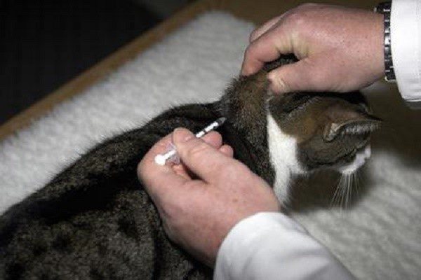 Сахарный диабет у кошек: симптомы и лечение