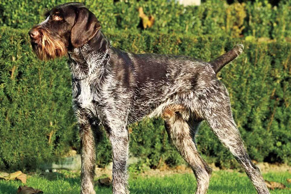 Дратхаар (собака): описание породы, характер