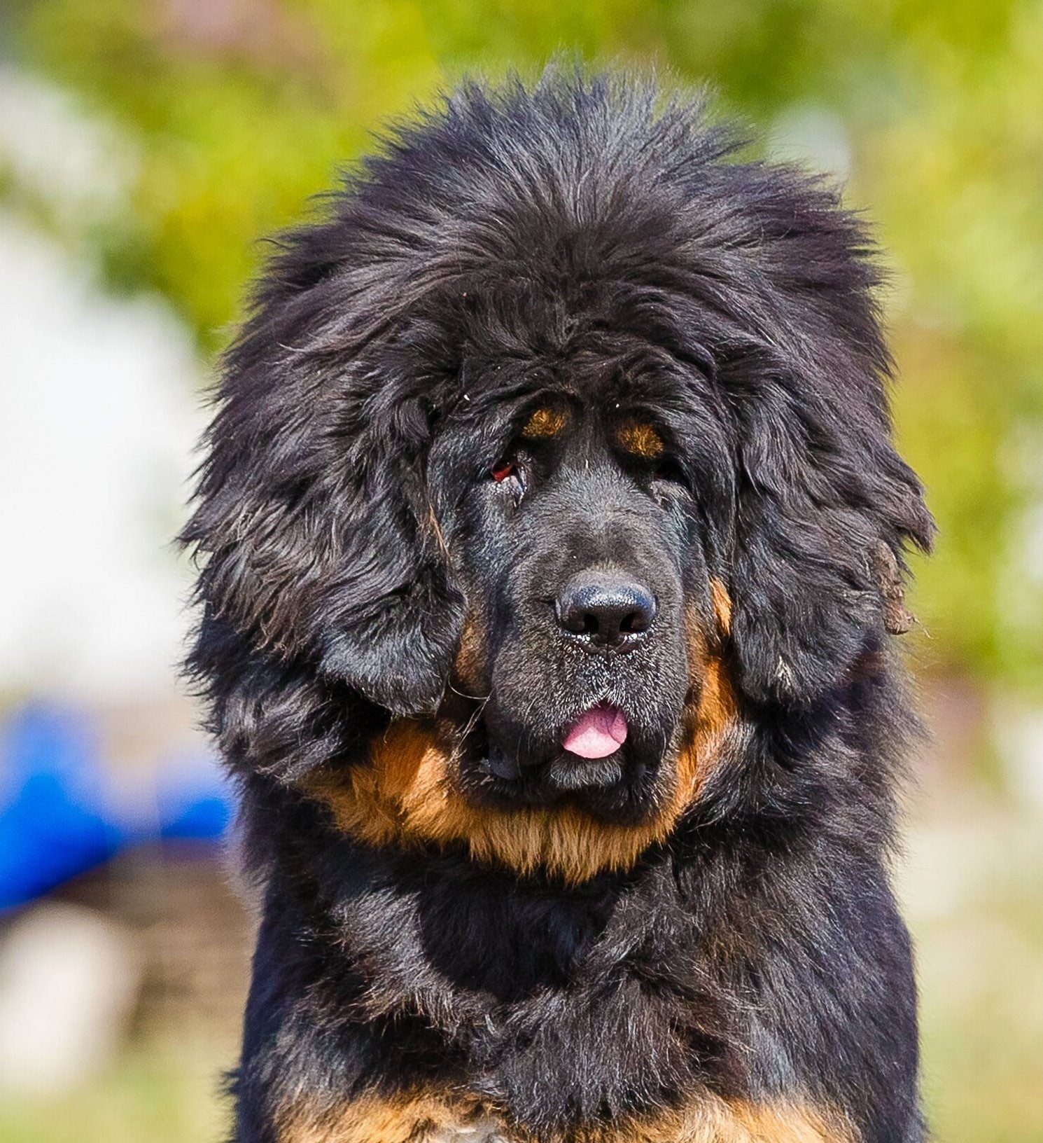 Огромная собака порода. Тибетский мастиф. Тибетский мастиф великан. Тибетский мастиф и волкодав. Афганский мастиф.
