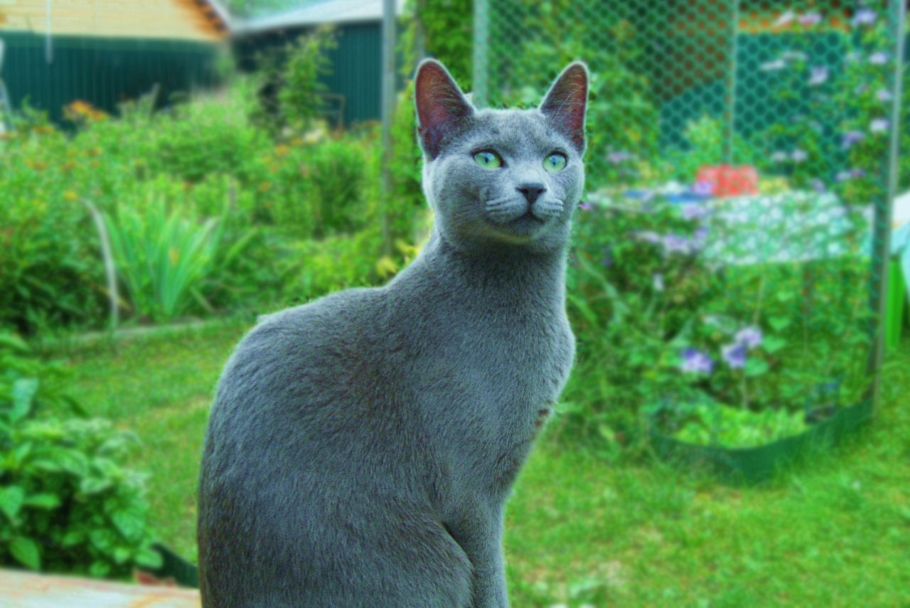 Русская голубая кошка - породные признаки. 