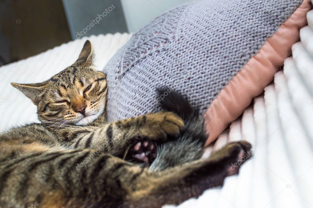 Какую опасность представляет кошка, которая спит на подушке