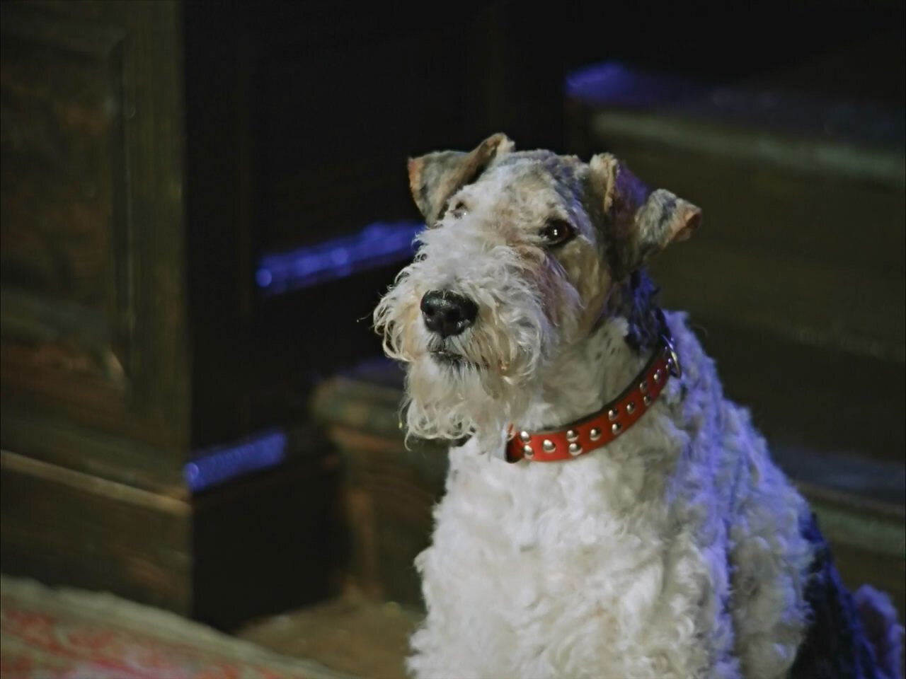 Собака из фильма «Приключения электроника»: порода