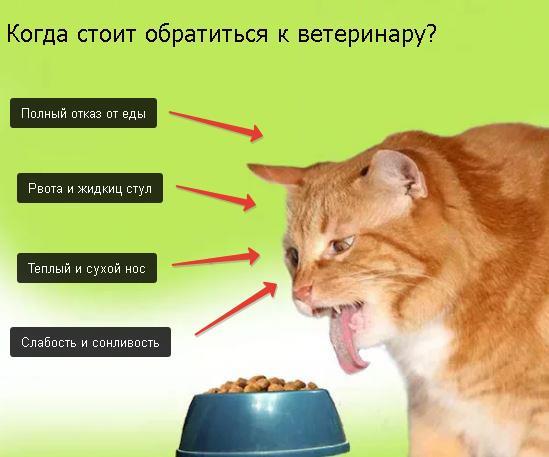 Кошка вялая не пьет. Сколько коты могут прожить без воды. Сколько коты могут прожить без еды и воды. Сколько коты могут прожить без еды. Сколько коты могут жить без еды.