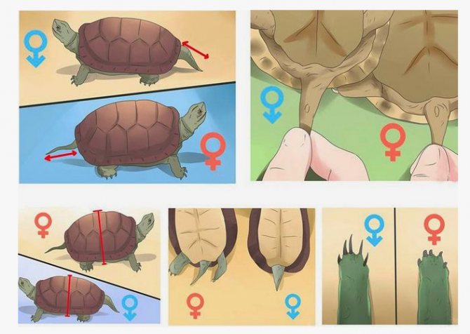 Как определить пол красноухой черепахи самостоятельно