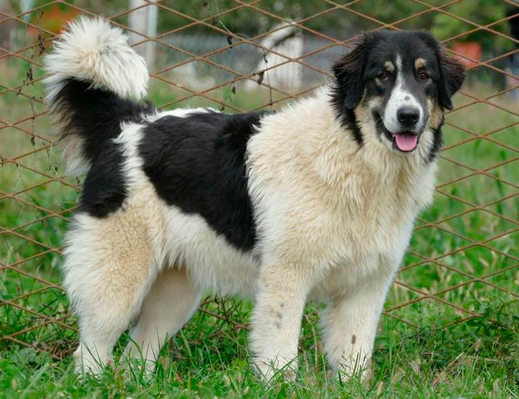 Торньяк (Боснийско-герцеговинско-хорватская пастушья собака)