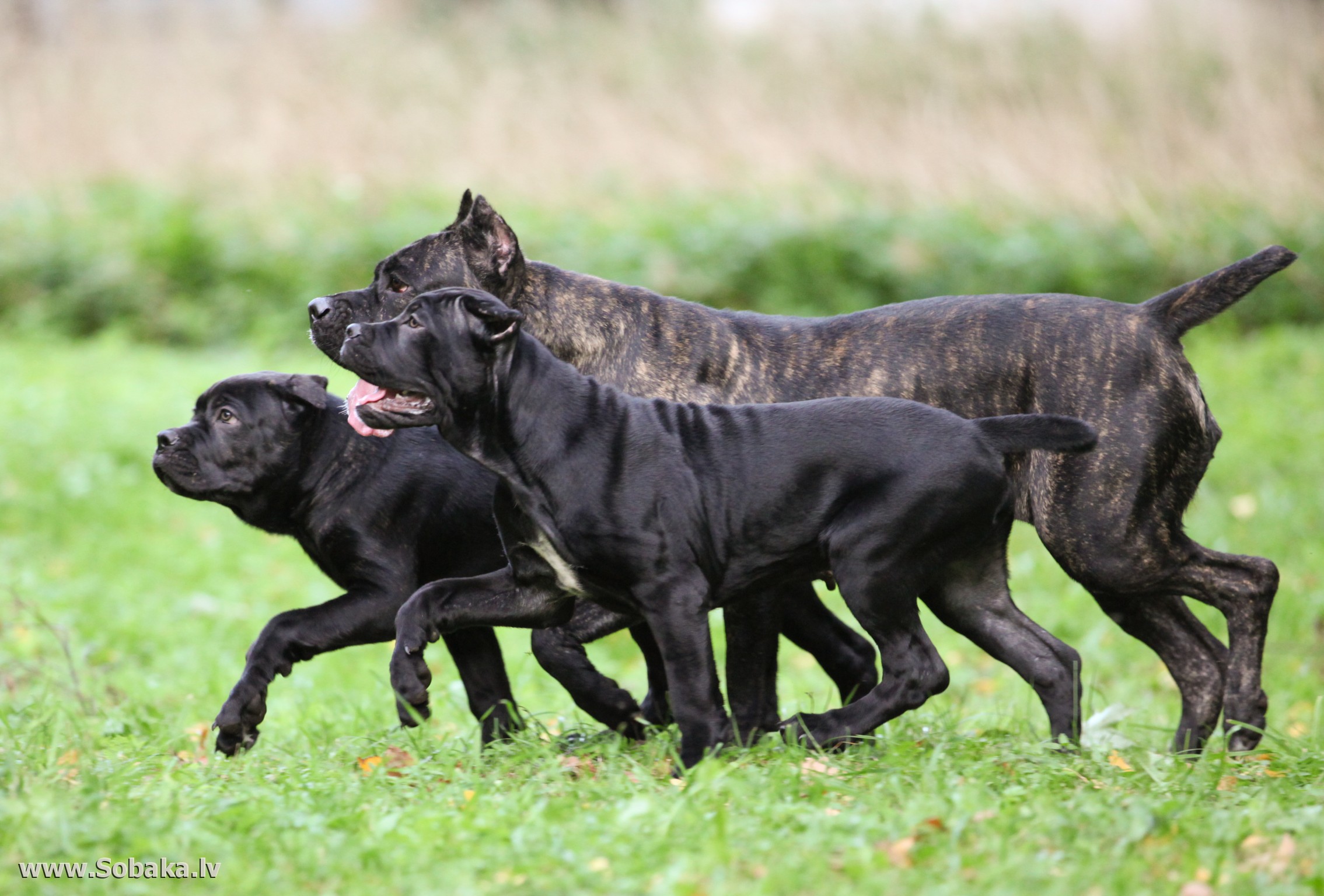 Кане корсо: описание итальянской породы собак