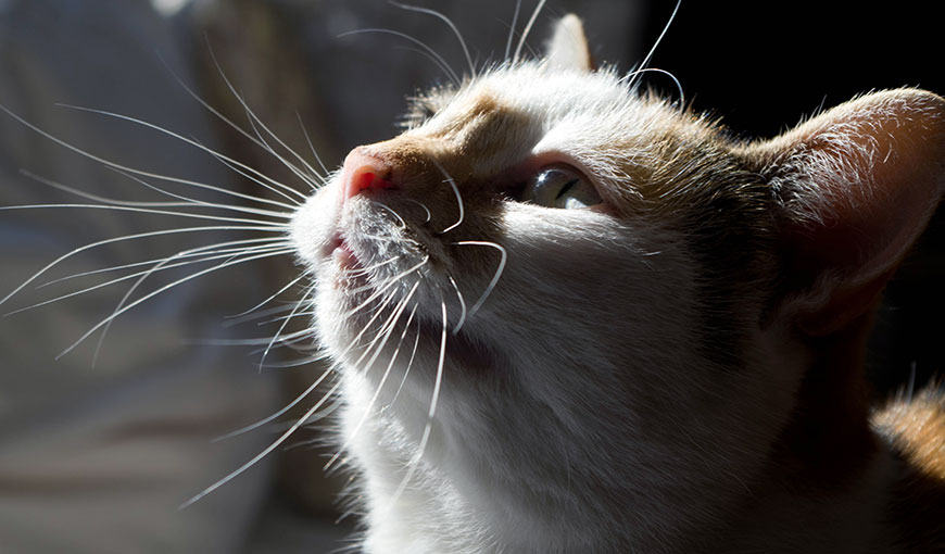 Что такое вибриссы и зачем они кошке?