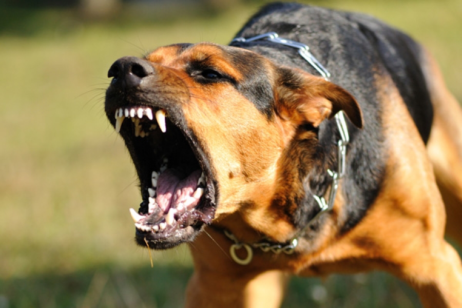 Территориальная агрессия у собак