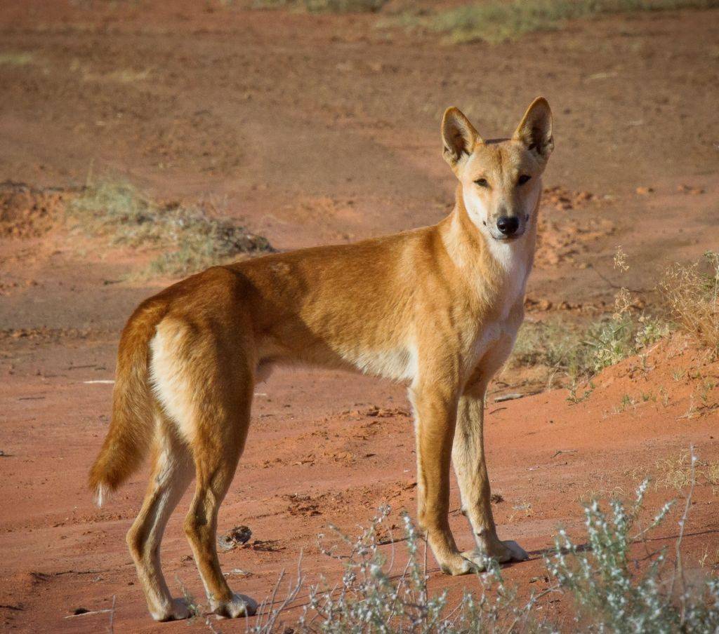 Дикая собака динго в Австралии: где обитает порода