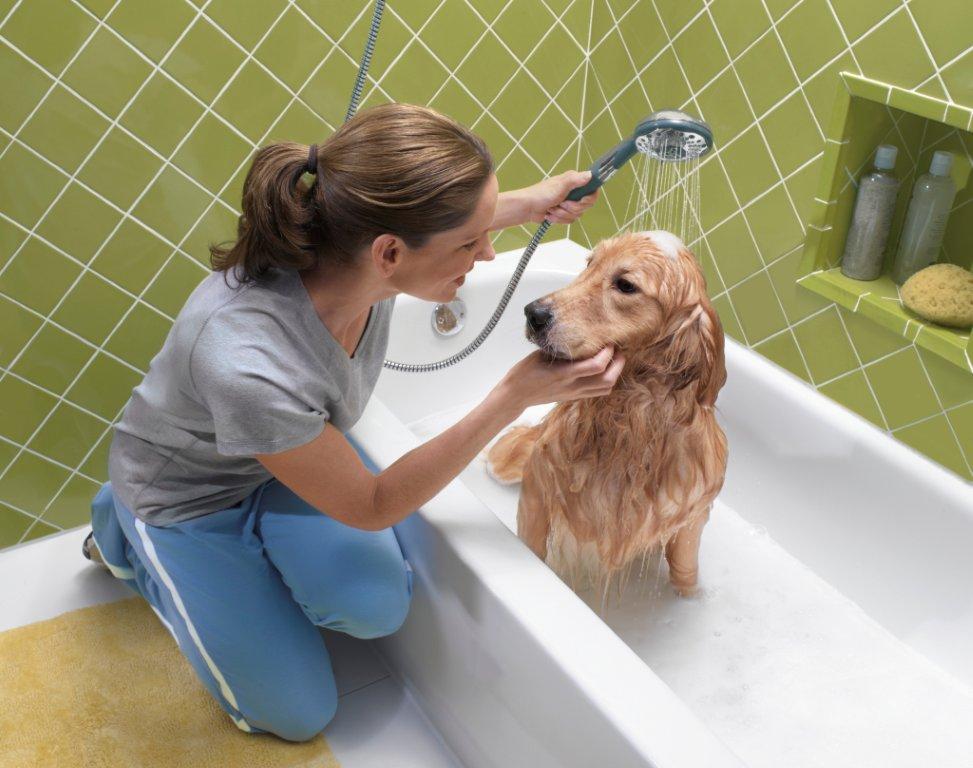 Можно ли мыть собаку дегтярным мылом или хозяйственным