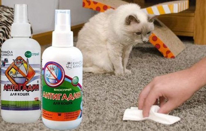 Какие запахи не любят кошки: чего боятся и что их отпугивает