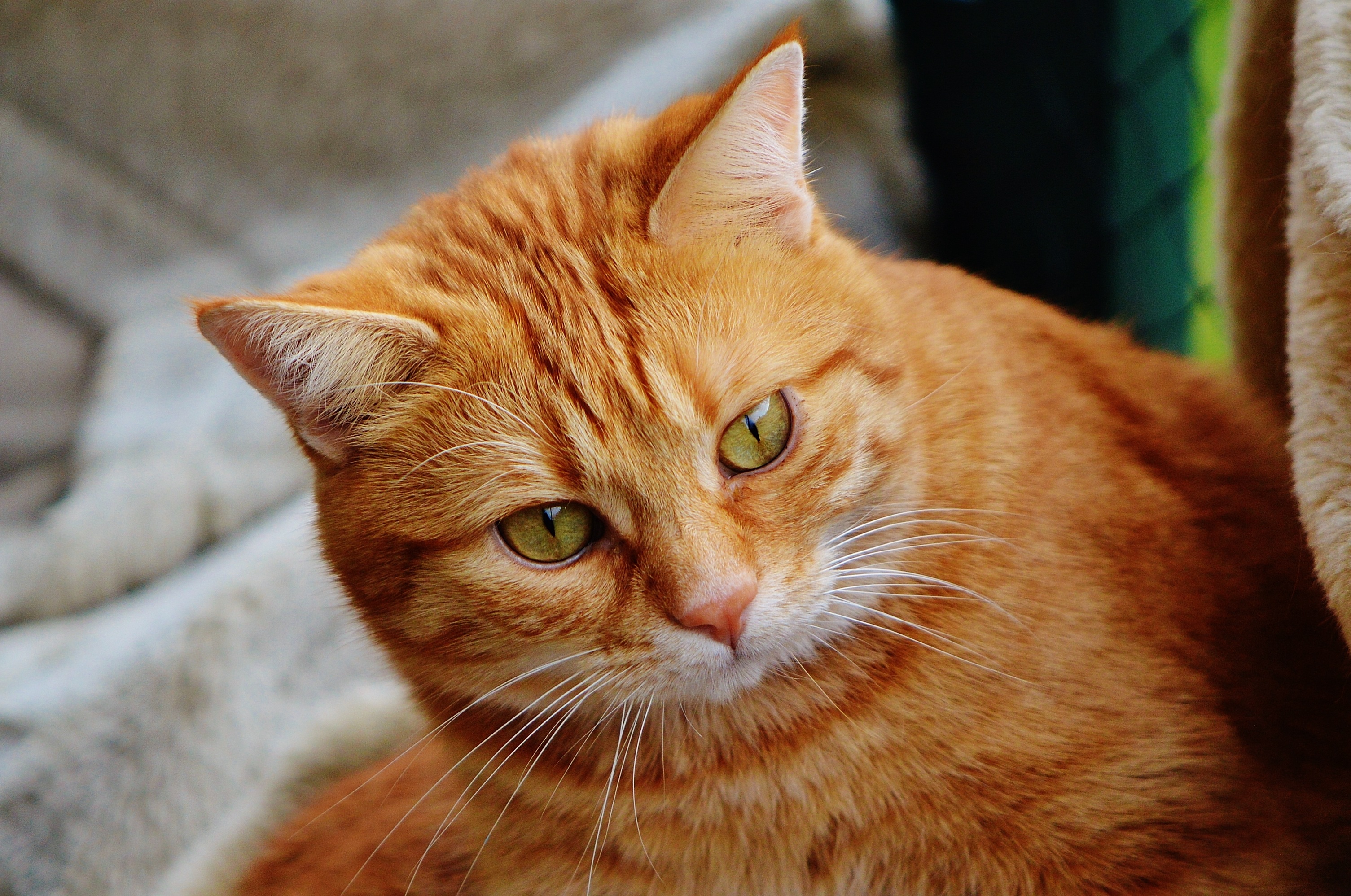 Бывают ли рыжие кошки или только коты
