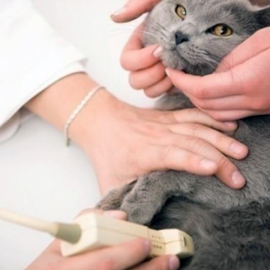 У кота текут слюни: основные причины и варианты лечения