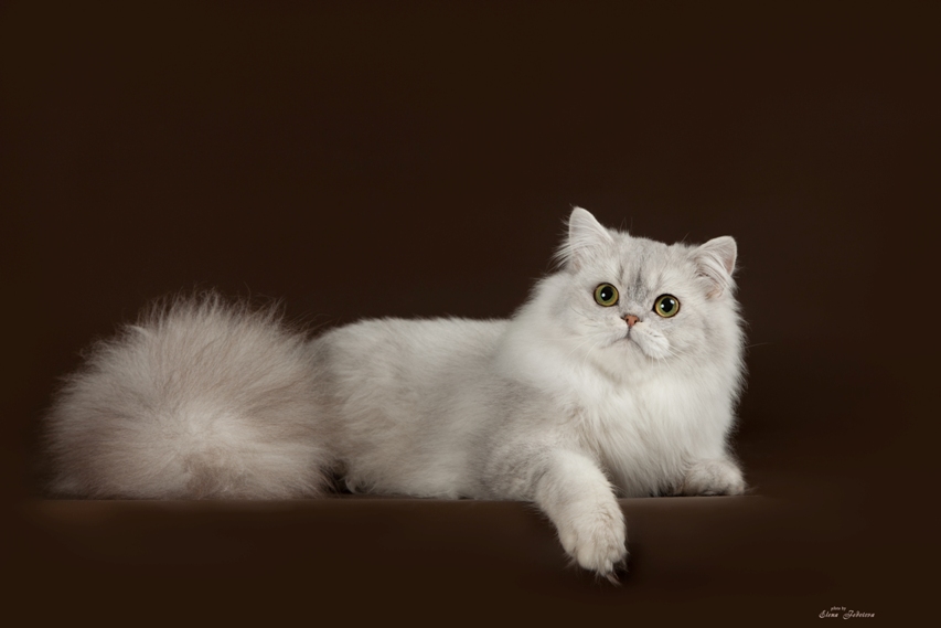 Хайленд страйт (шотландская длинношерстная кошка)