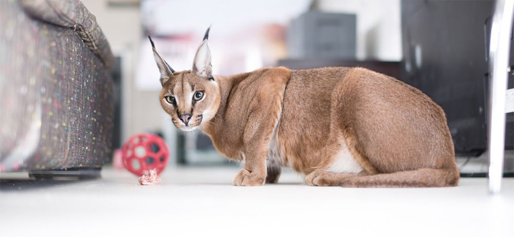 Каракал — большая кошка для любителей экзотики