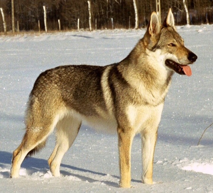 Чехословацкий влчак: универсальная служебная собака