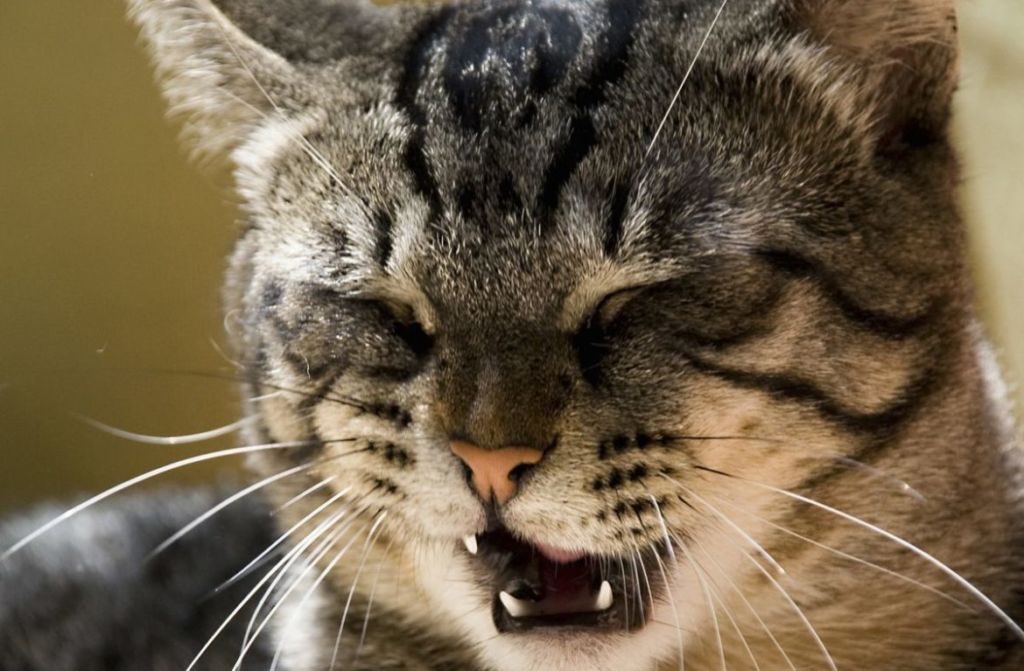 Почему кот или кошка чихает