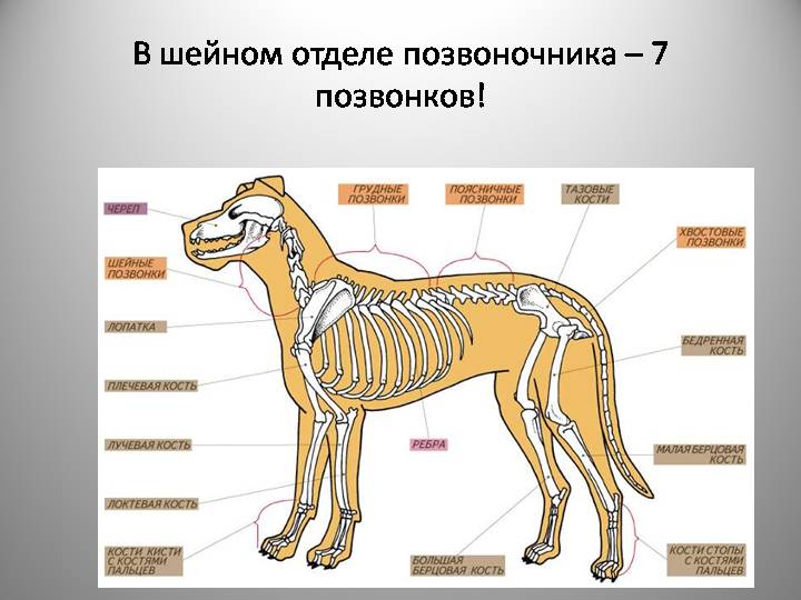 Скелет собаки: анатомия черепа, строение ребер и внутренних органов