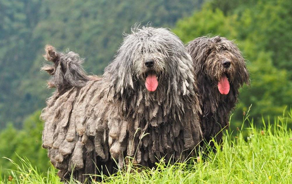 Пёс в овечьей шкуре: обзор собак с дредами