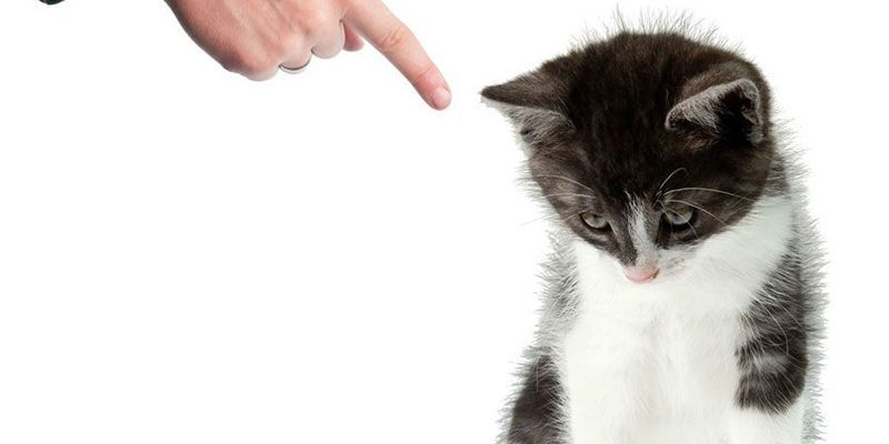 5 способов наказать кошку, не испортив с ней отношения