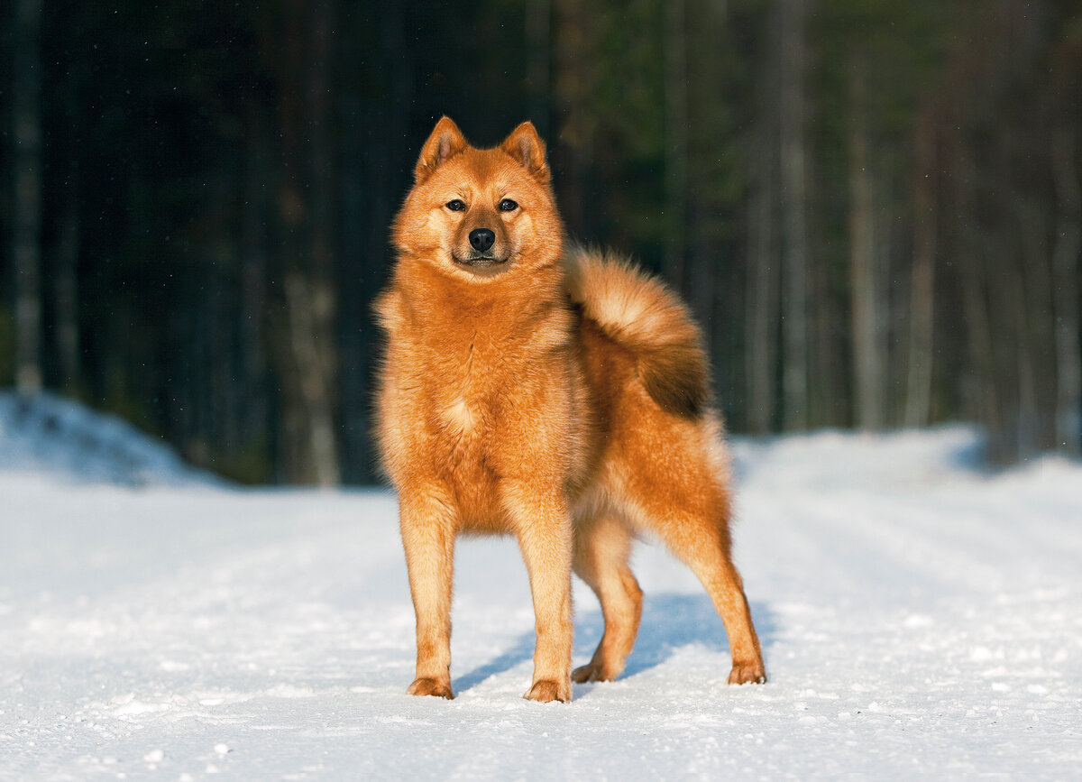 Карело финская лайка: описание породы собак