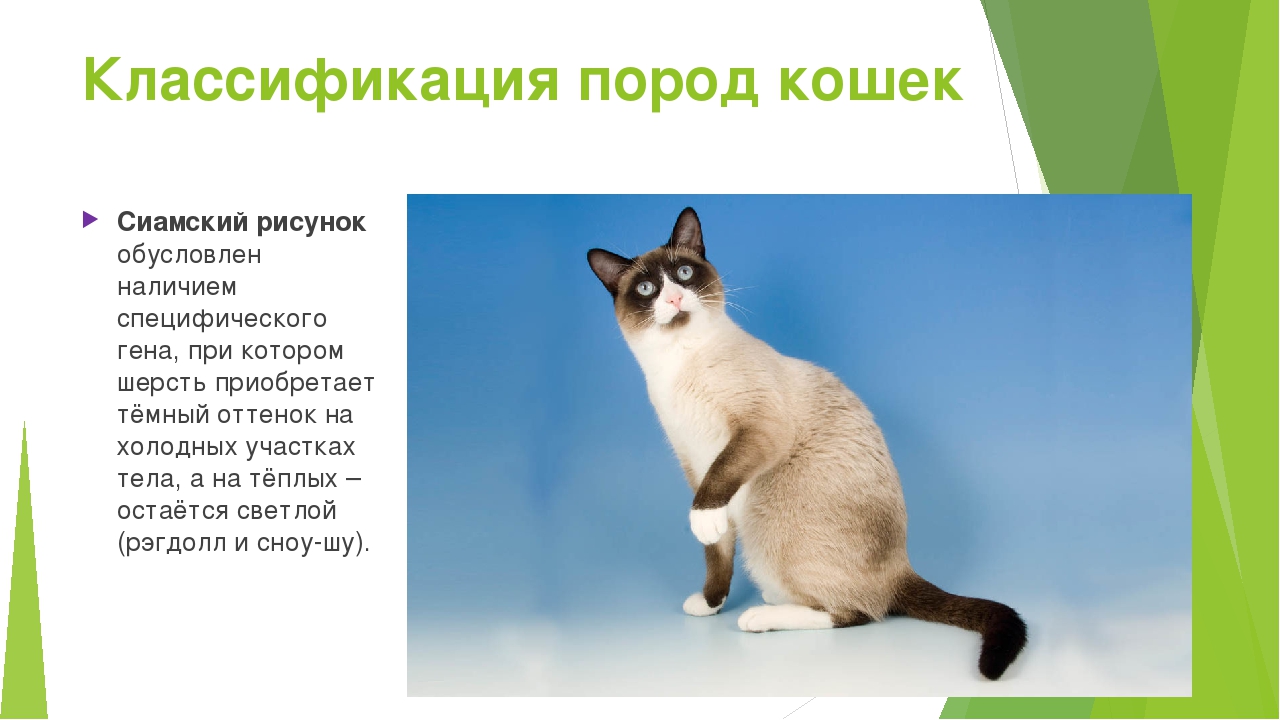 Домашняя кошка: что это такое, описание, систематика